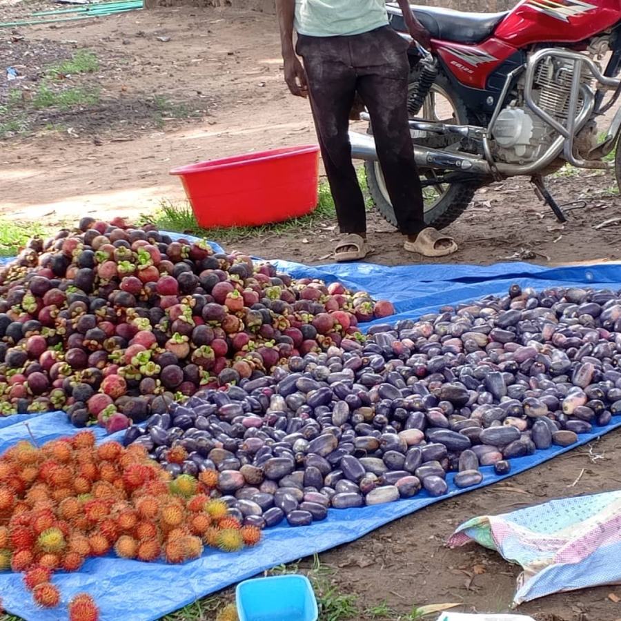Recolte fraiche de safu, mangoustan et ramboutan