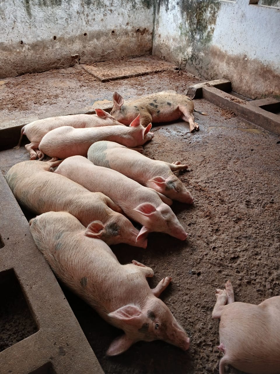 Porcs