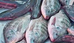 Tilapia frais
